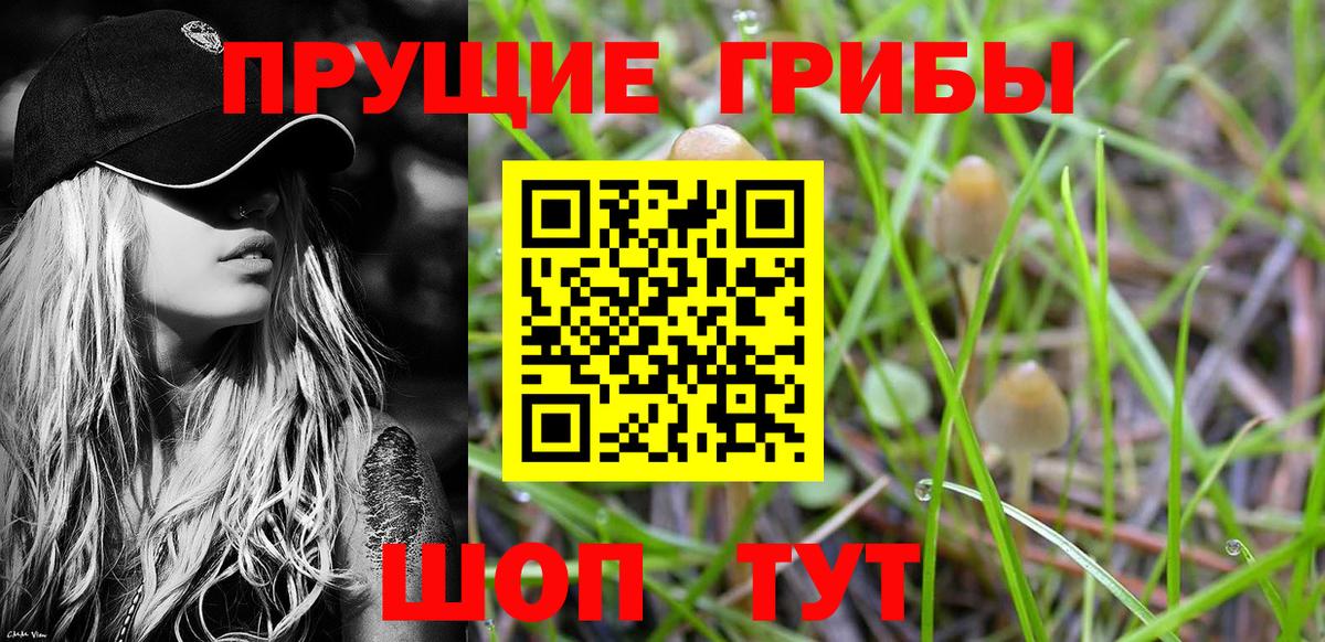 Псилоцибиновые грибы Psilocybine cubensis Нерюнгри